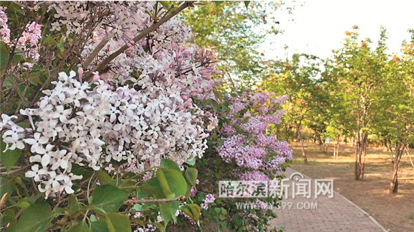 丁香網(wǎng)站建設(shè)，賦予網(wǎng)絡(luò)空間獨(dú)特魅力